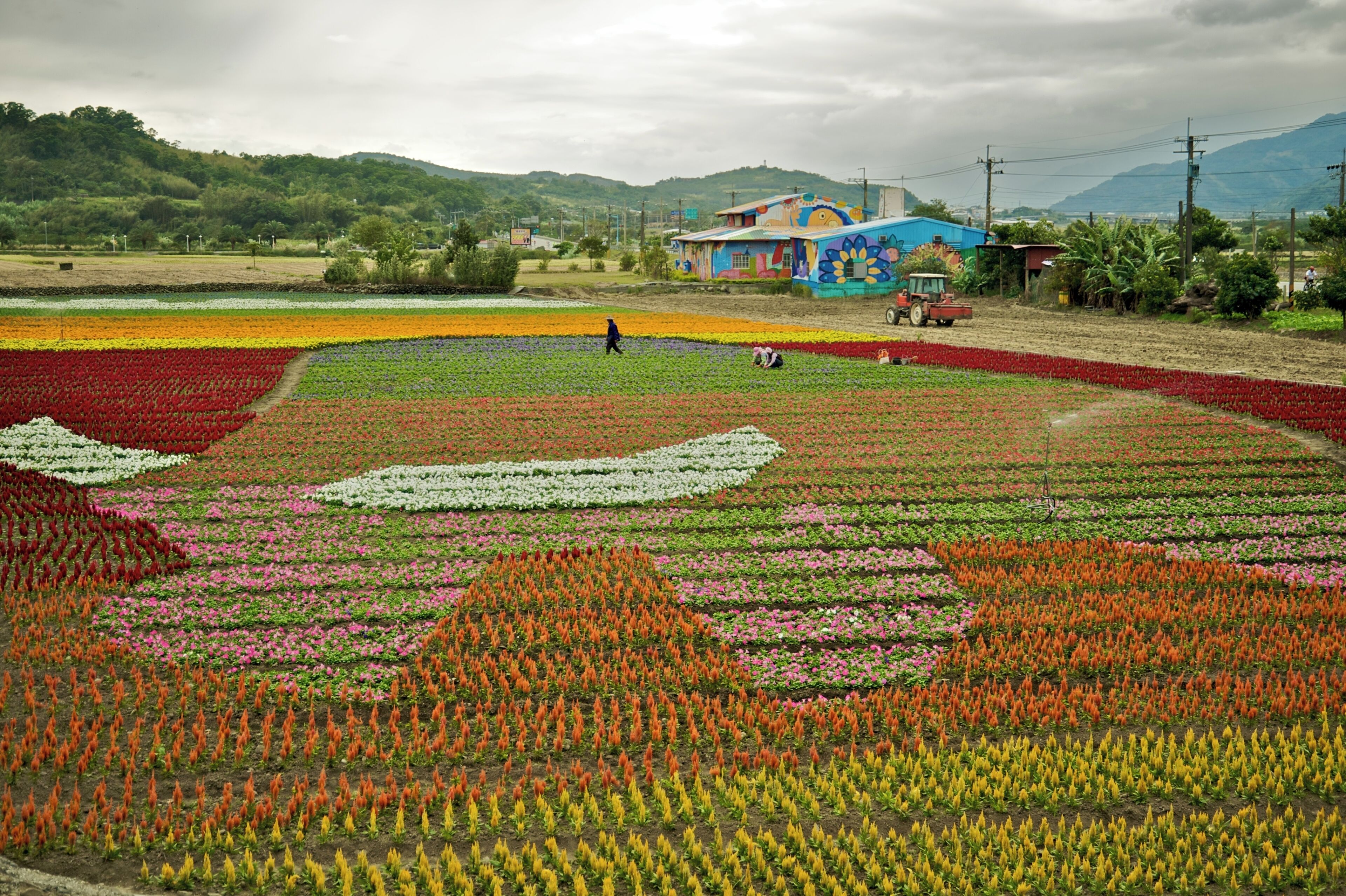 A vibrant flower field with distinct color sections, a tractor, and a colorful building in the background.