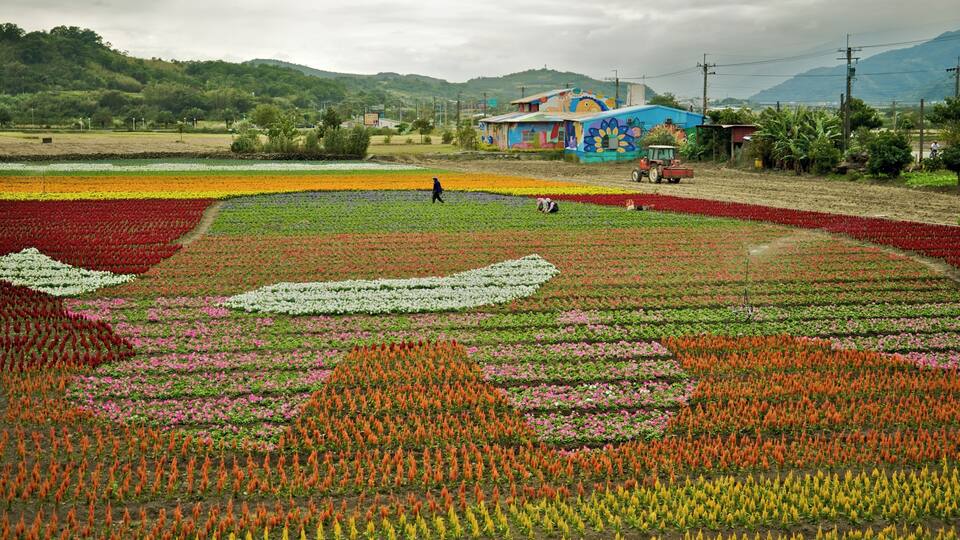 A vibrant flower field with distinct color sections, a tractor, and a colorful building in the background.