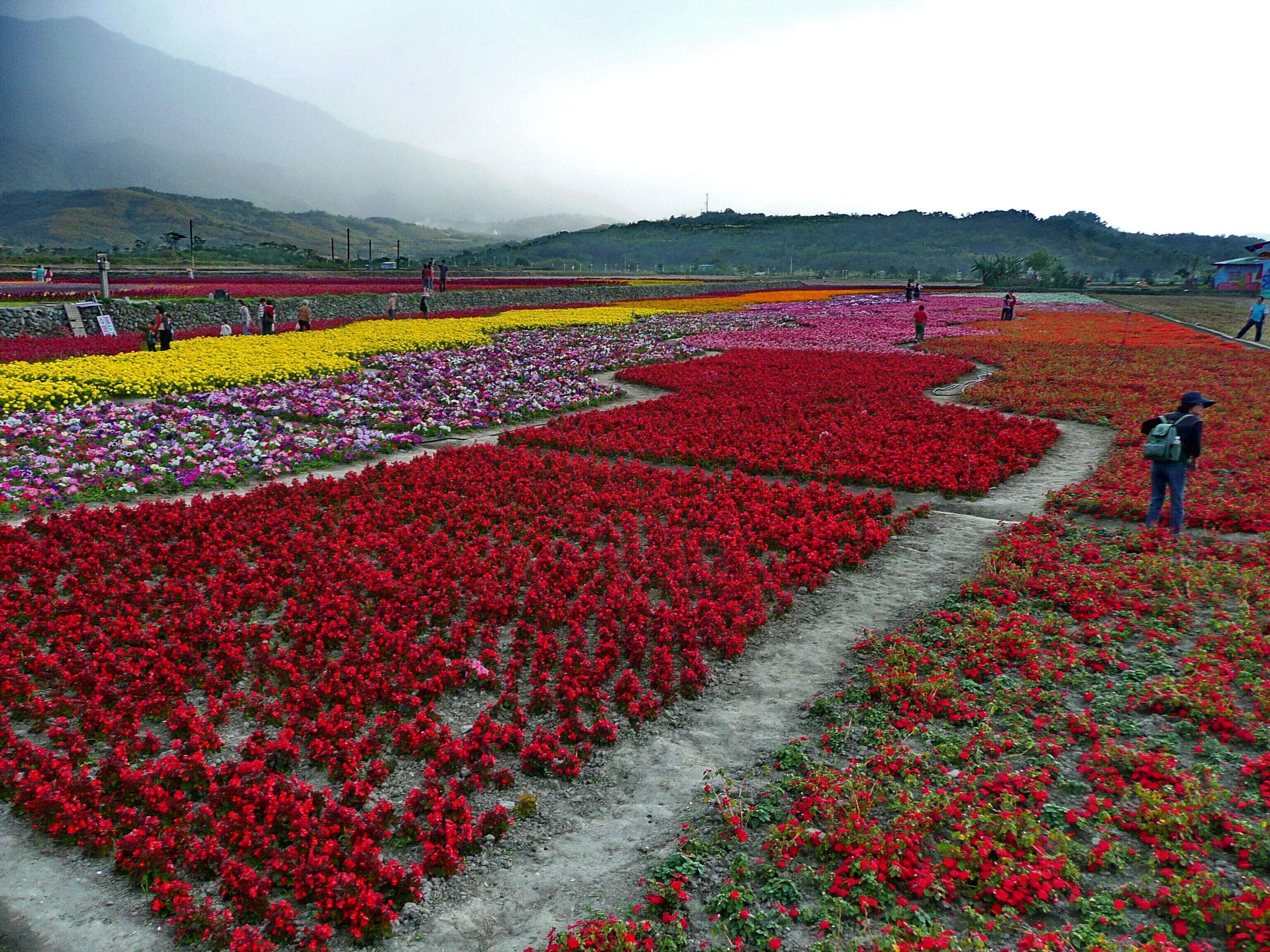 A flower field with red, yellow, and purple flowers.