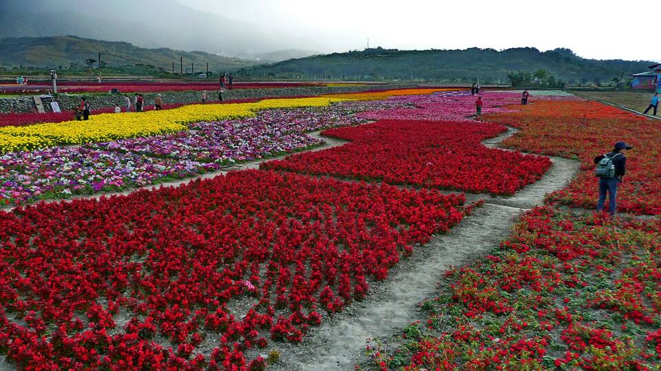 A flower field with red, yellow, and purple flowers.