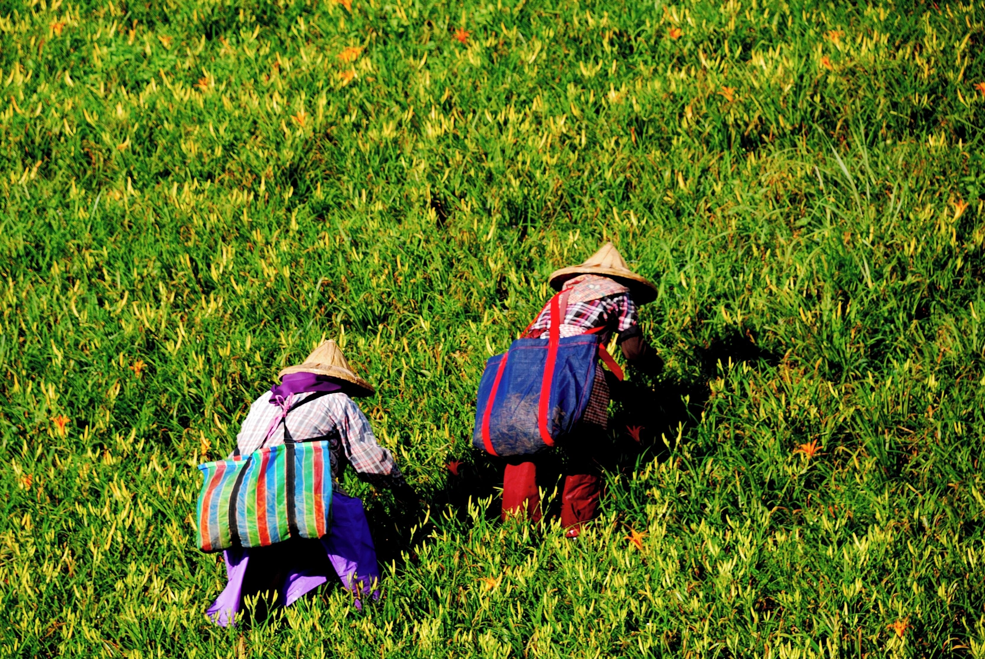 Two people harvesting crops in a field.