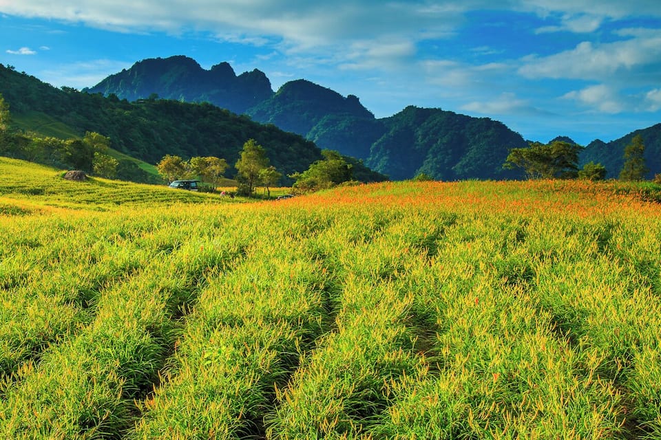 A lush green field with a mountain range in the background.