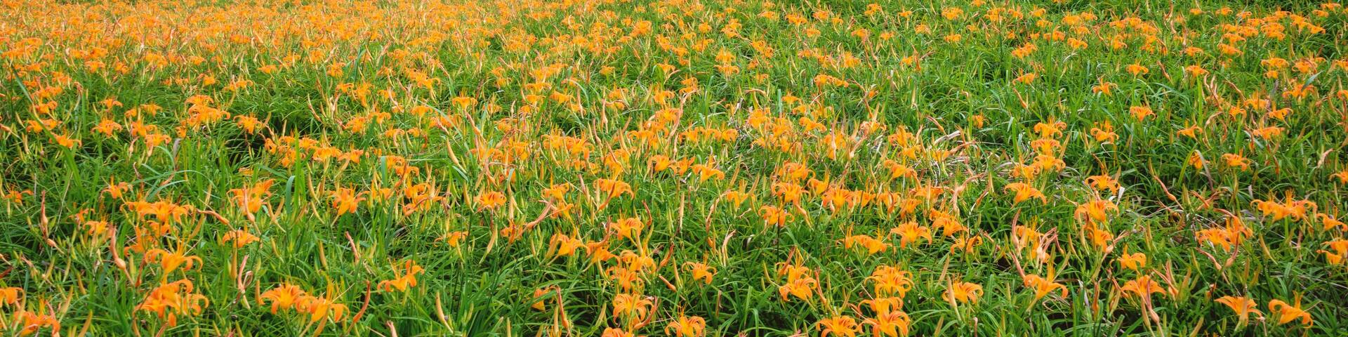 Beautiful orange daylily flower farm on Liushidan mountain (Sixty Rock Mountain) with blue sky and cloud in Taiwan Hualien Fuli, close up, copy space