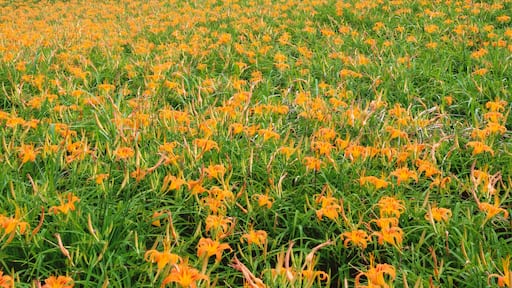 Beautiful orange daylily flower farm on Liushidan mountain (Sixty Rock Mountain) with blue sky and cloud in Taiwan Hualien Fuli, close up, copy space