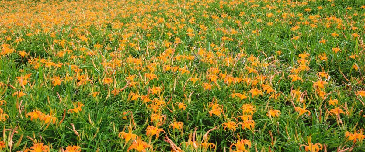 A field of orange lilies.