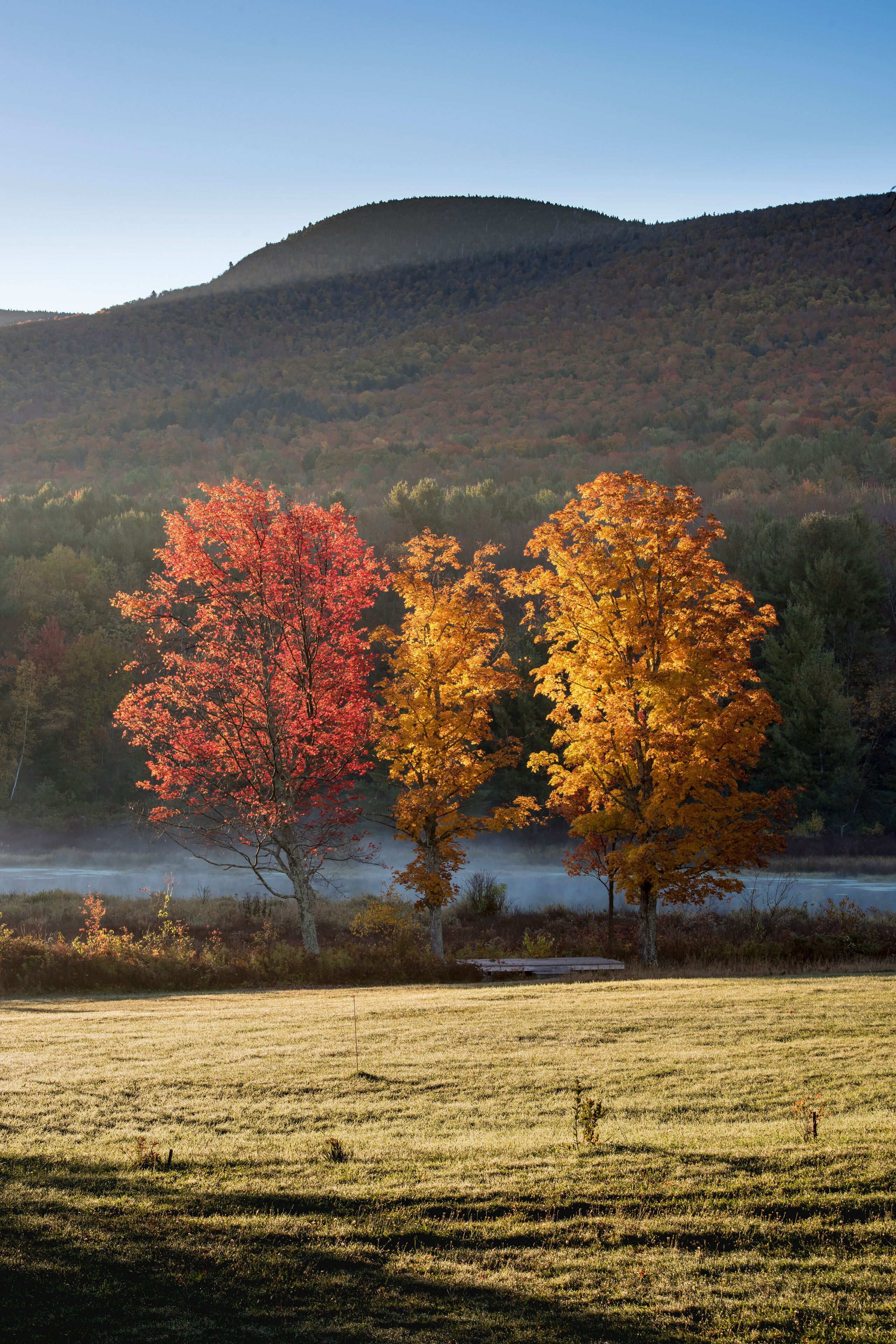 A field with two trees displaying autumn foliage, a hill in the background, and a misty lake.