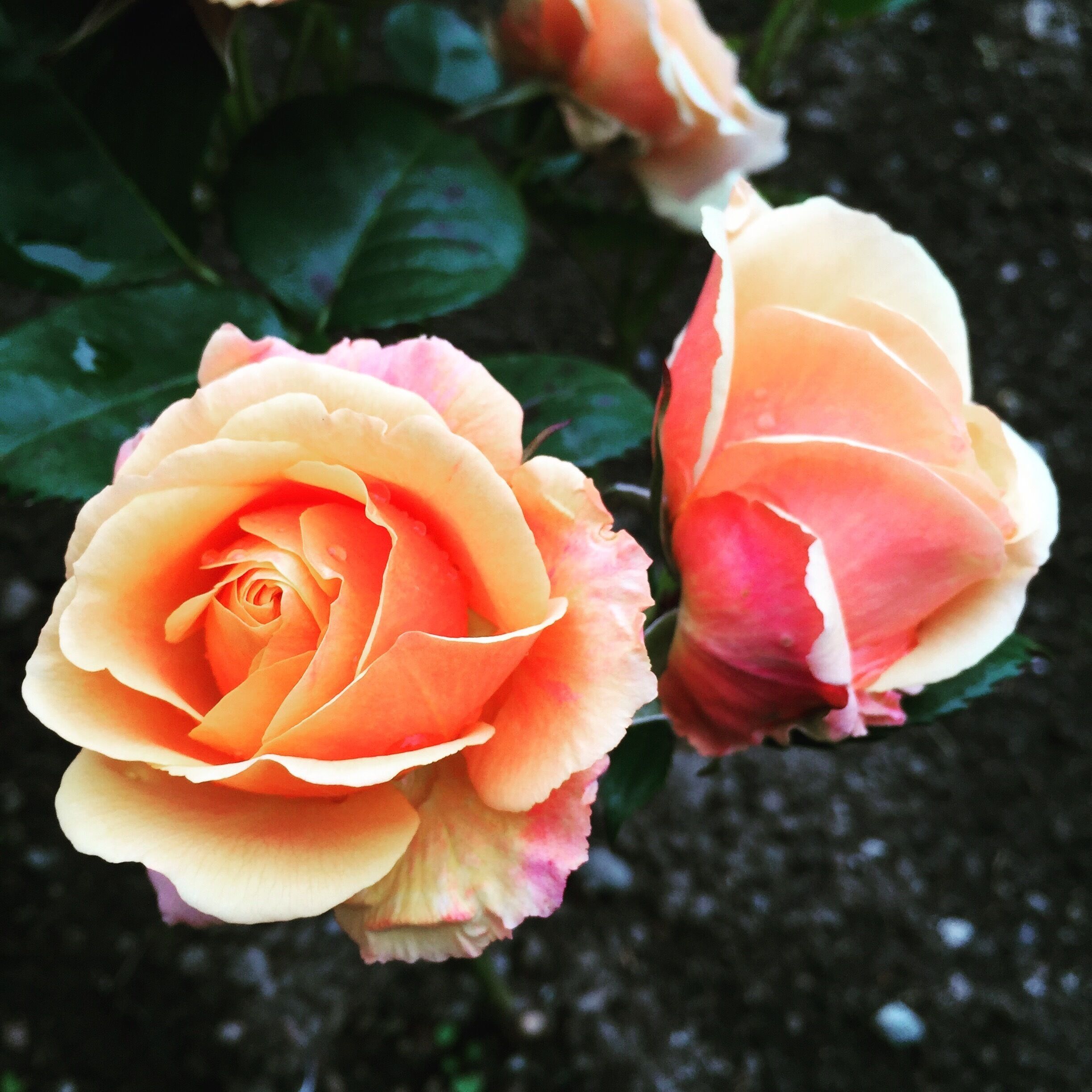 Roses in Rosendal