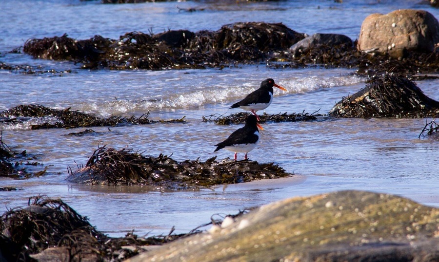 Tjeld / Oystercatchers
When these birds return to our shores you know Spring is not far away.
#tjeld #oystercatcher #fugler #birds #nature #vårtegn #migratingbirds #trekkfugl #livetifjæra