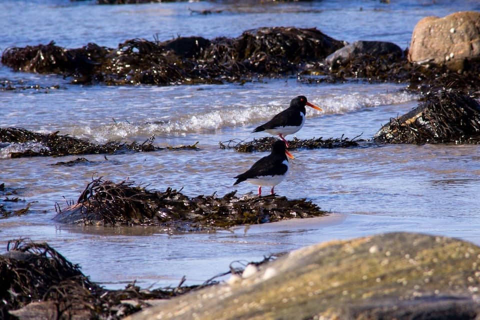 Two birds standing on a rocky shore with seaweed.