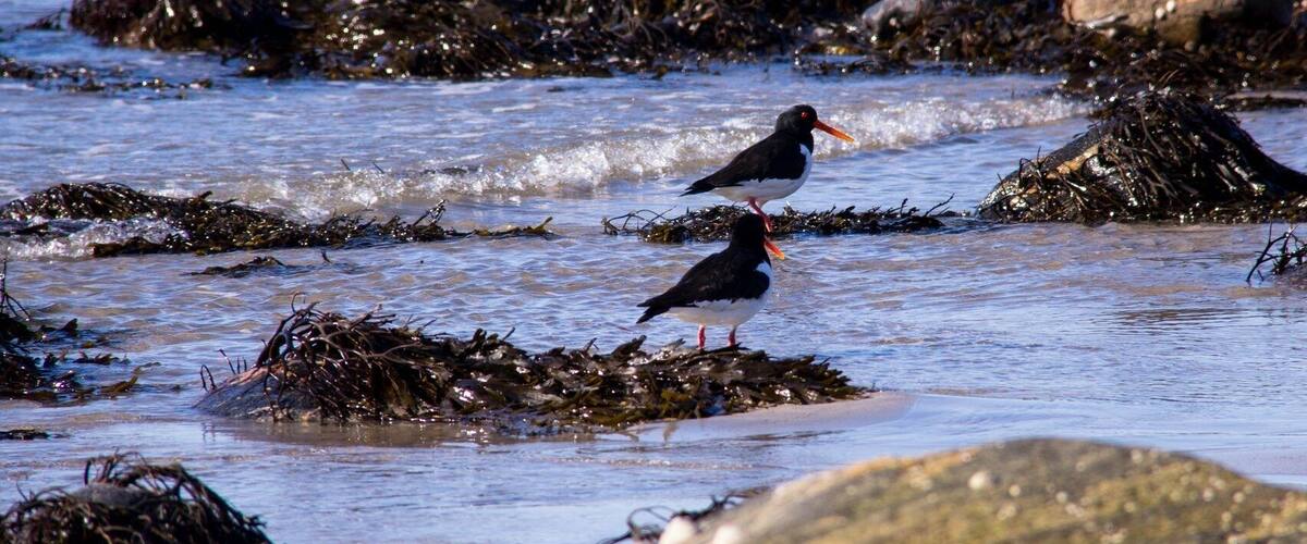 Two birds standing on a rocky shore with seaweed.