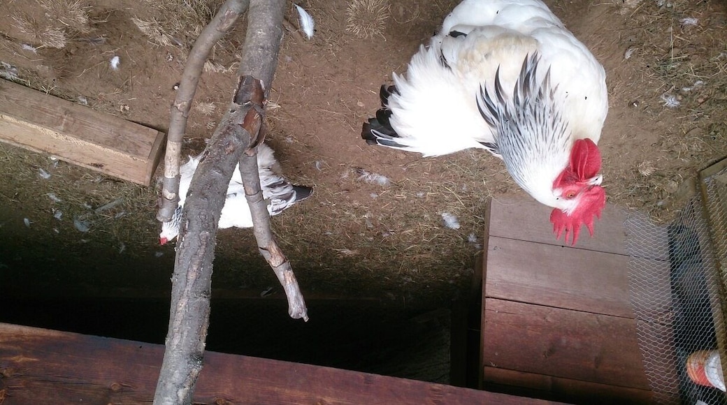 Old farm on mountain