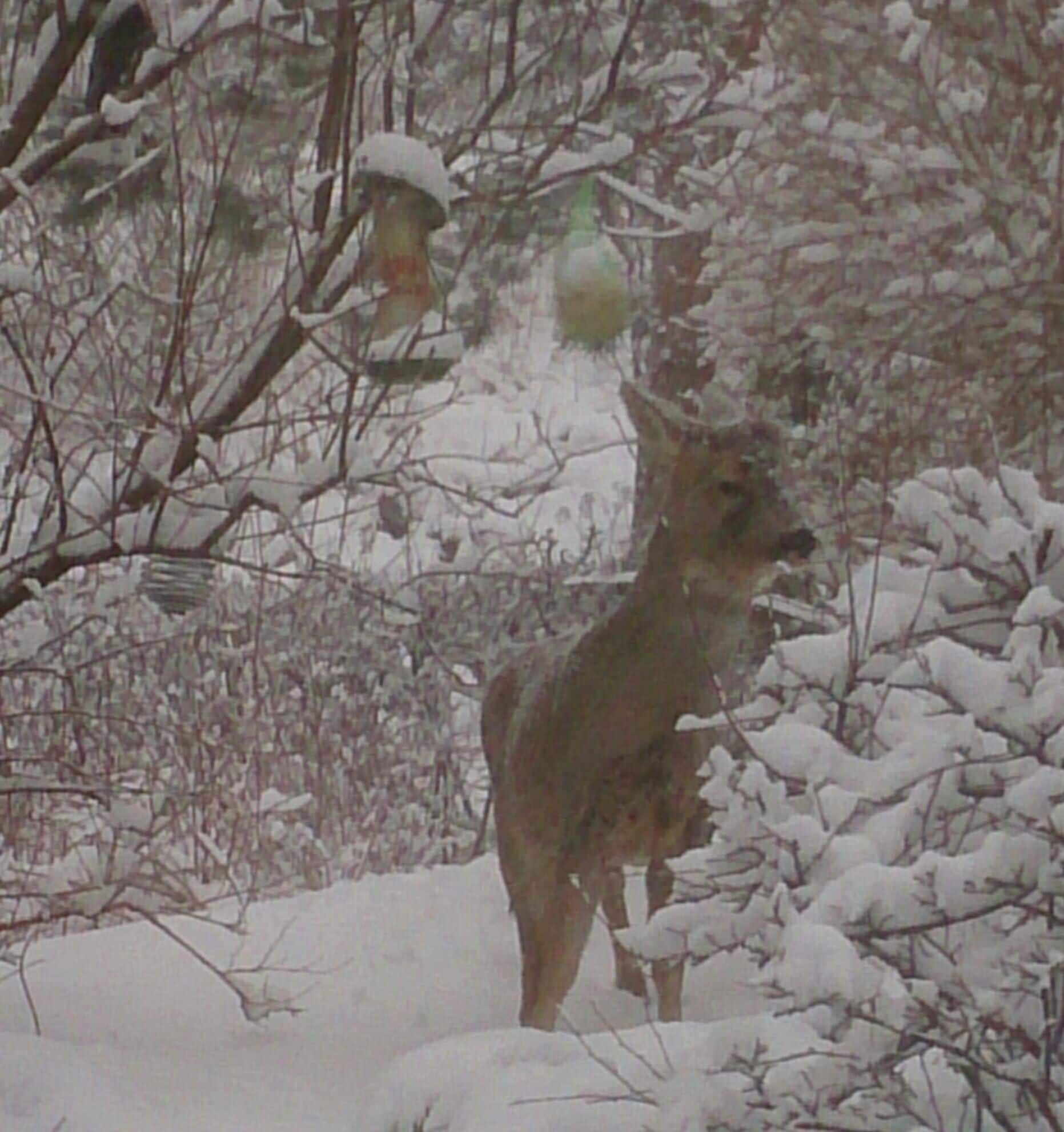 Visitor in my garden 