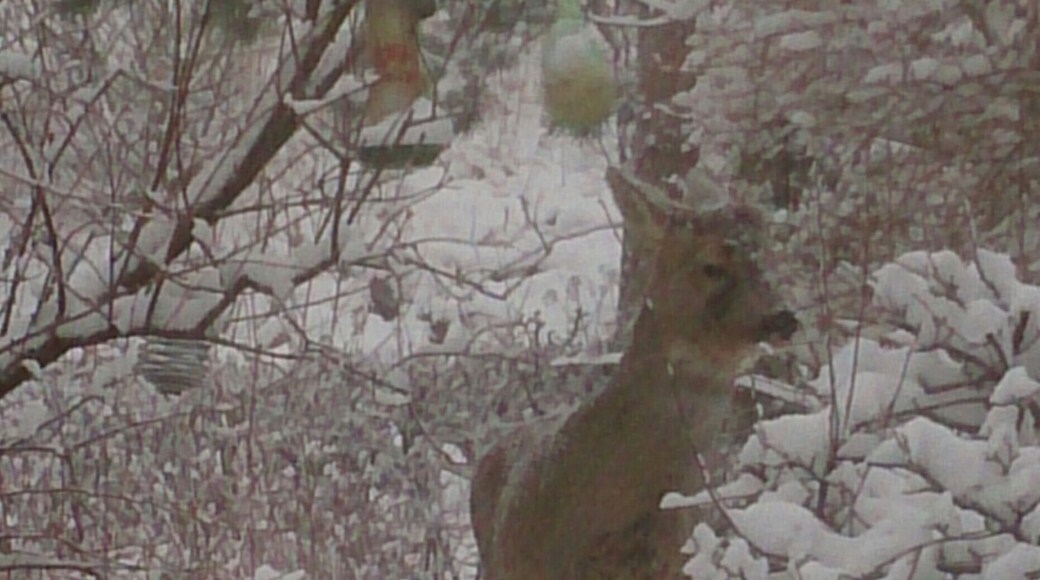 Visitor in my garden