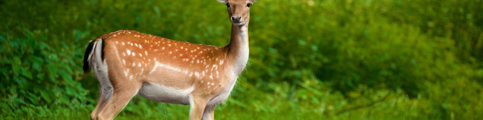 Duesseldorf Grafenberg Wildlife Park
