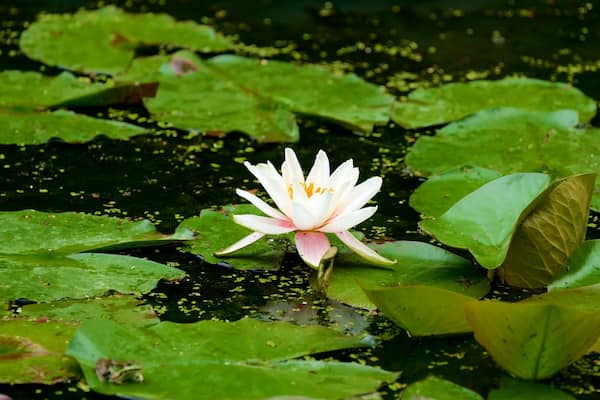 Duesseldorf Grafenberg Wildlife Park which includes wildflowers and a pond