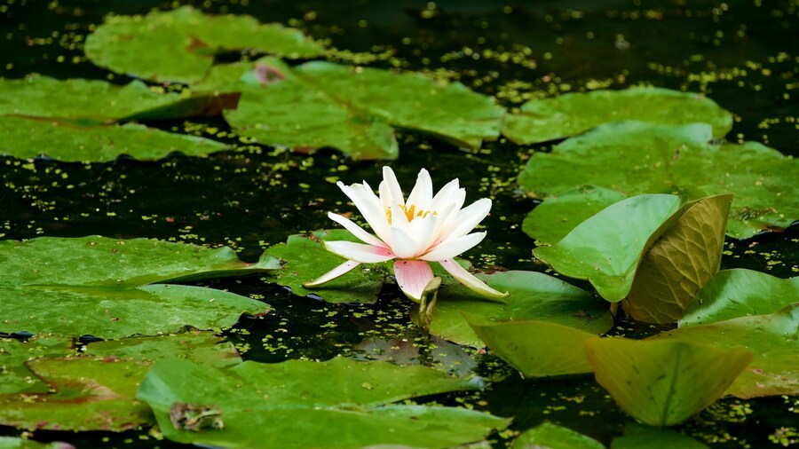 Duesseldorf Grafenberg Wildlife Park which includes wildflowers and a pond
