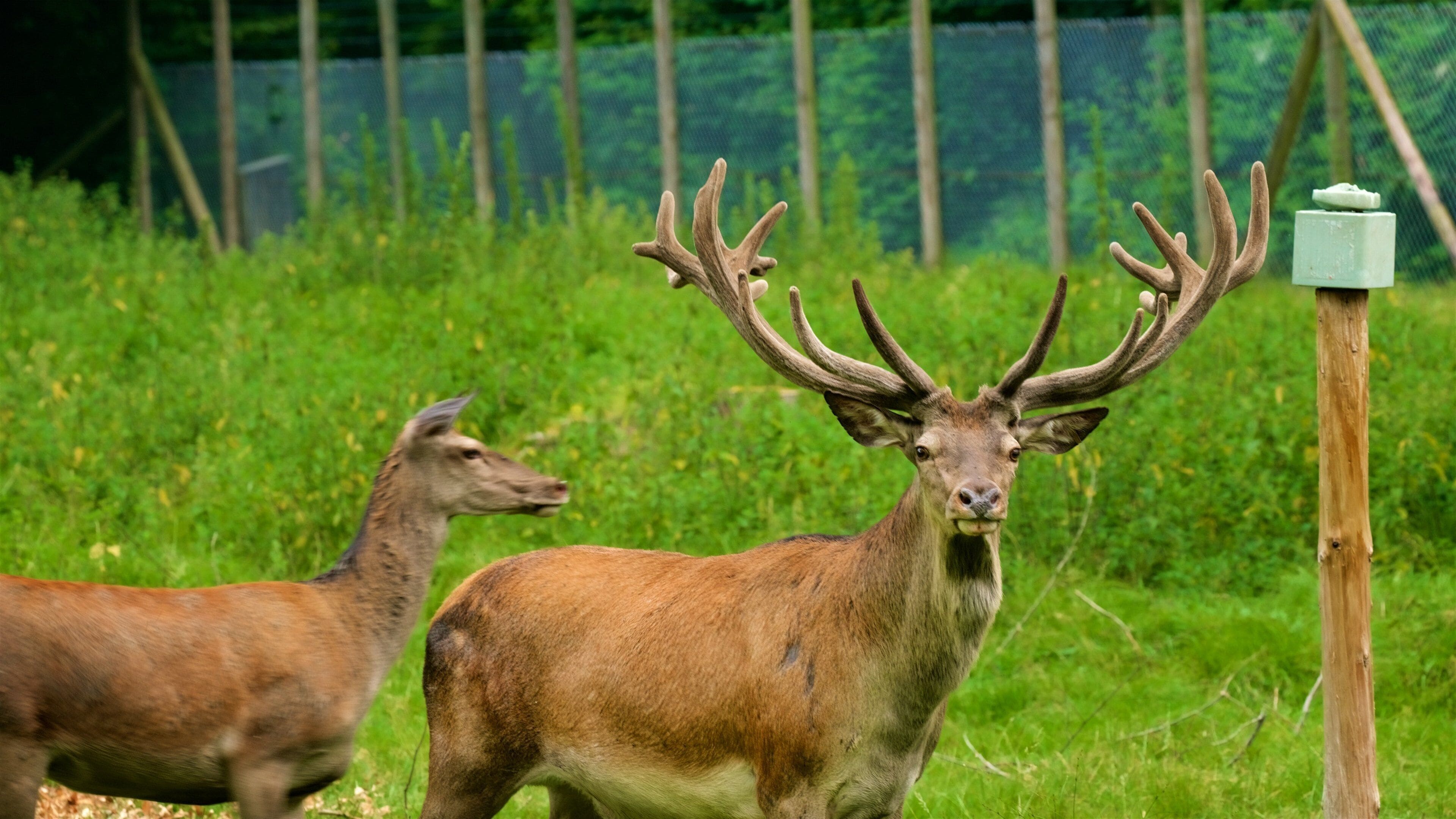 Duesseldorf Grafenberg Wildlife Park