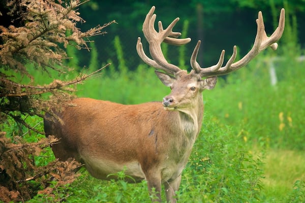 Wildpark im Grafenberger Wald