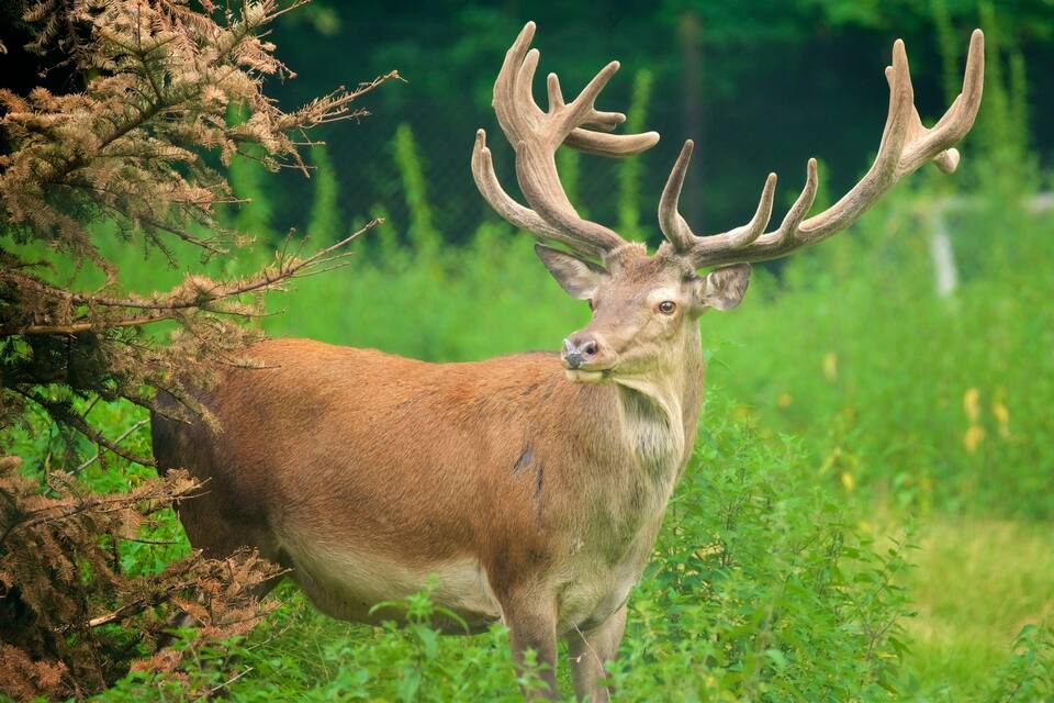 Een hert met grote hoorns in een bosrijk grasland.