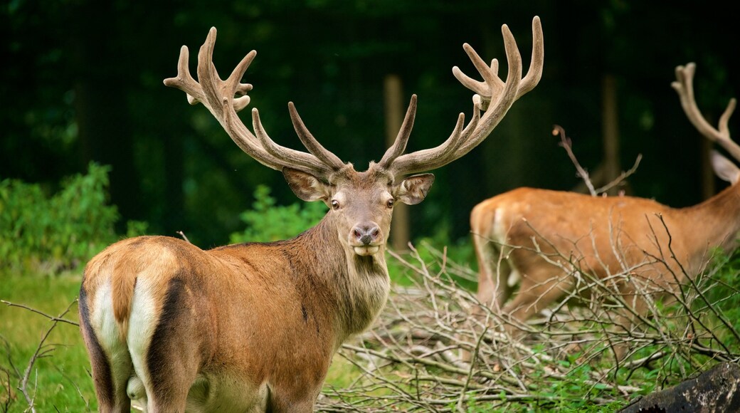 Duesseldorf Grafenberg Wildlife Park