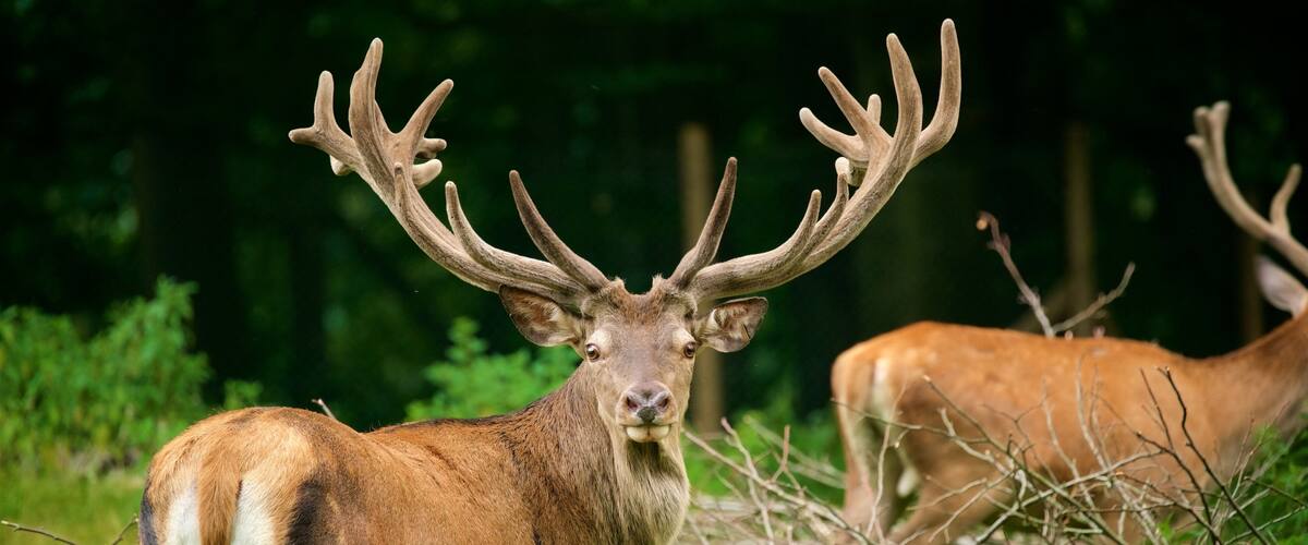 Duesseldorf Grafenberg Wildlife Park