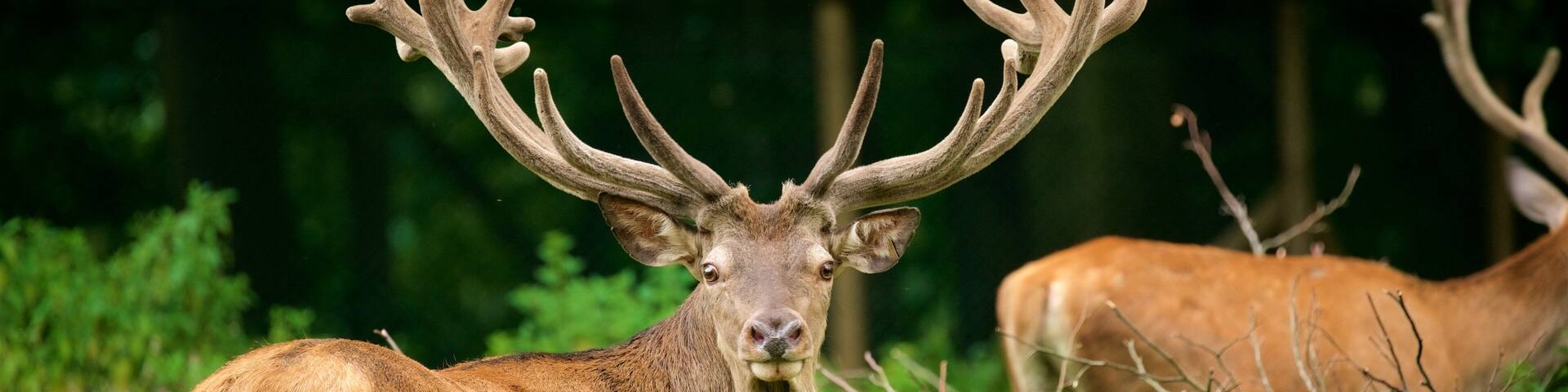 Duesseldorf Grafenberg Wildlife Park