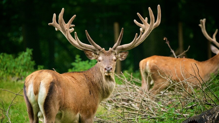 Duesseldorf Grafenberg Wildlife Park