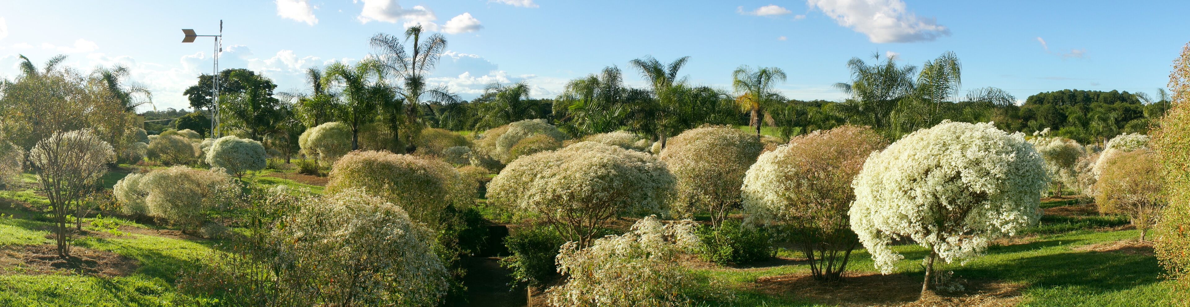 Tree and Bush landscape near Santa Rita do Passa Quatro, Brazil.