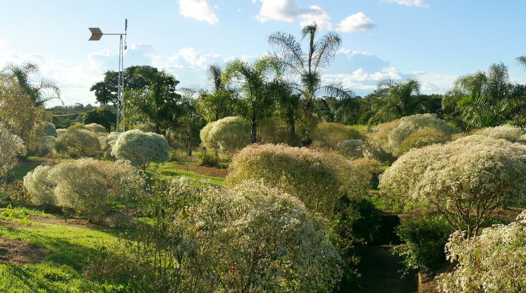 Tree and Bush landscape near Santa Rita do Passa Quatro, Brazil.