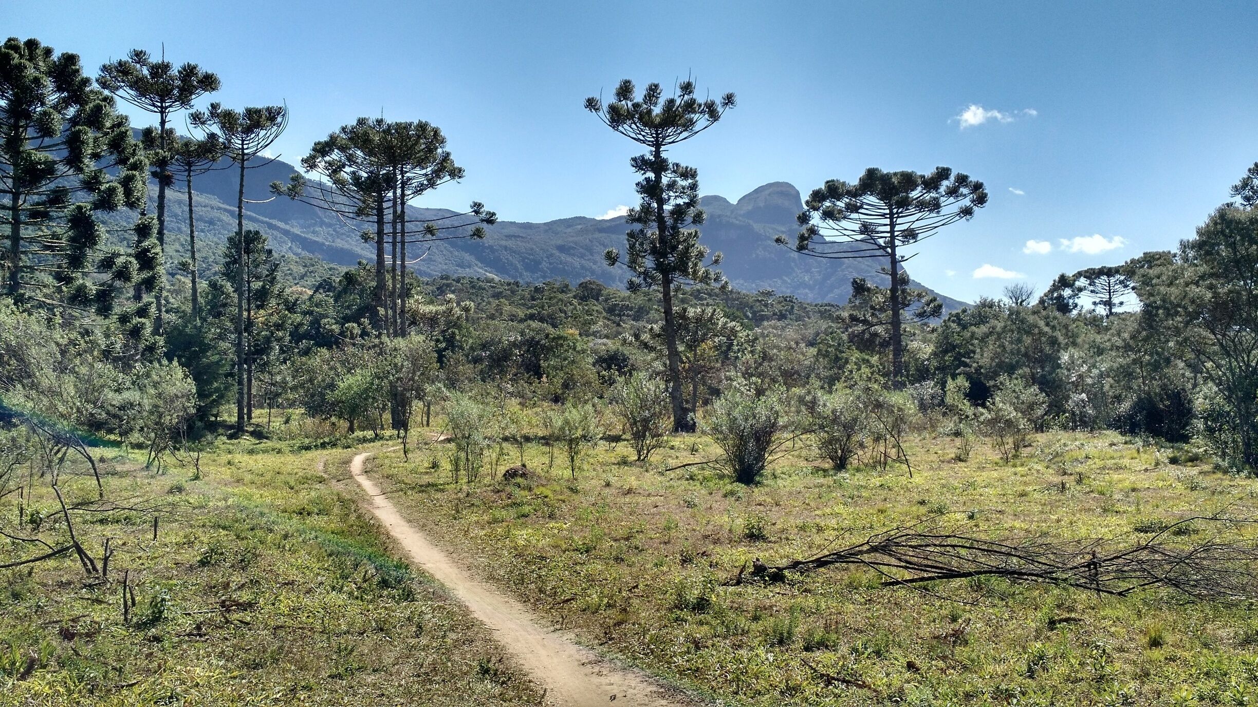 A dirt path through a forest with tall pine trees and mountains in the background.