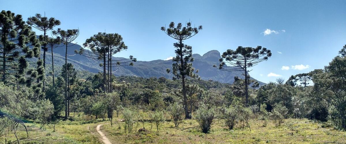 A dirt path through a forest with tall pine trees and mountains in the background.