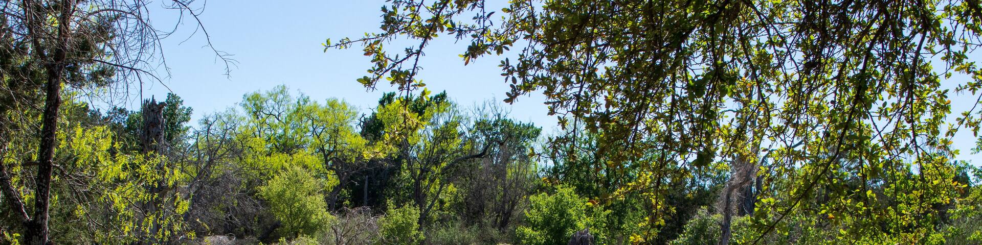 Bluebonnets and wildflowers on a nature trail in the Texas Hill Country State Park in Burnet County the Blue Bonnet Capital of Texas