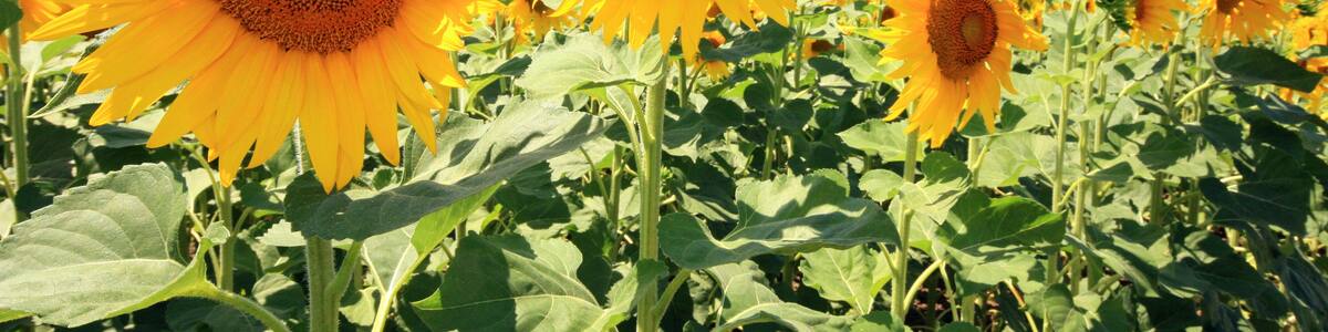 France - Mondragon - Tournesols