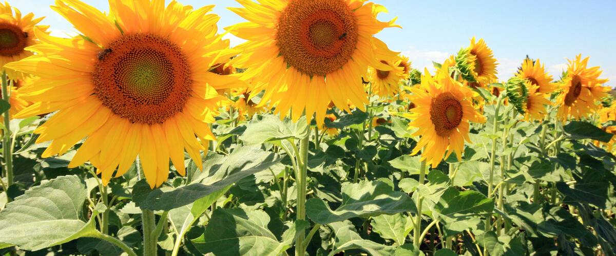 A field of sunflowers under a clear sky.