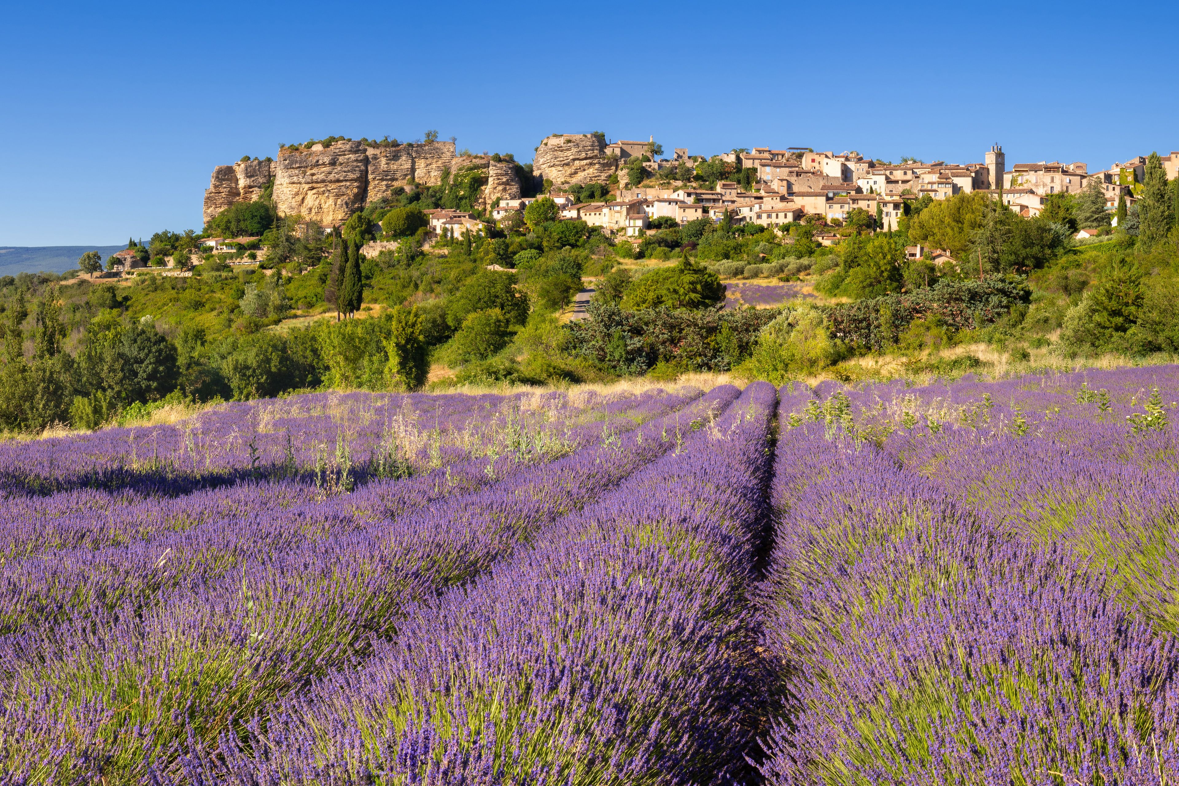 The village of Saignon in Provence with lavender field in summer. Vaucluse, France