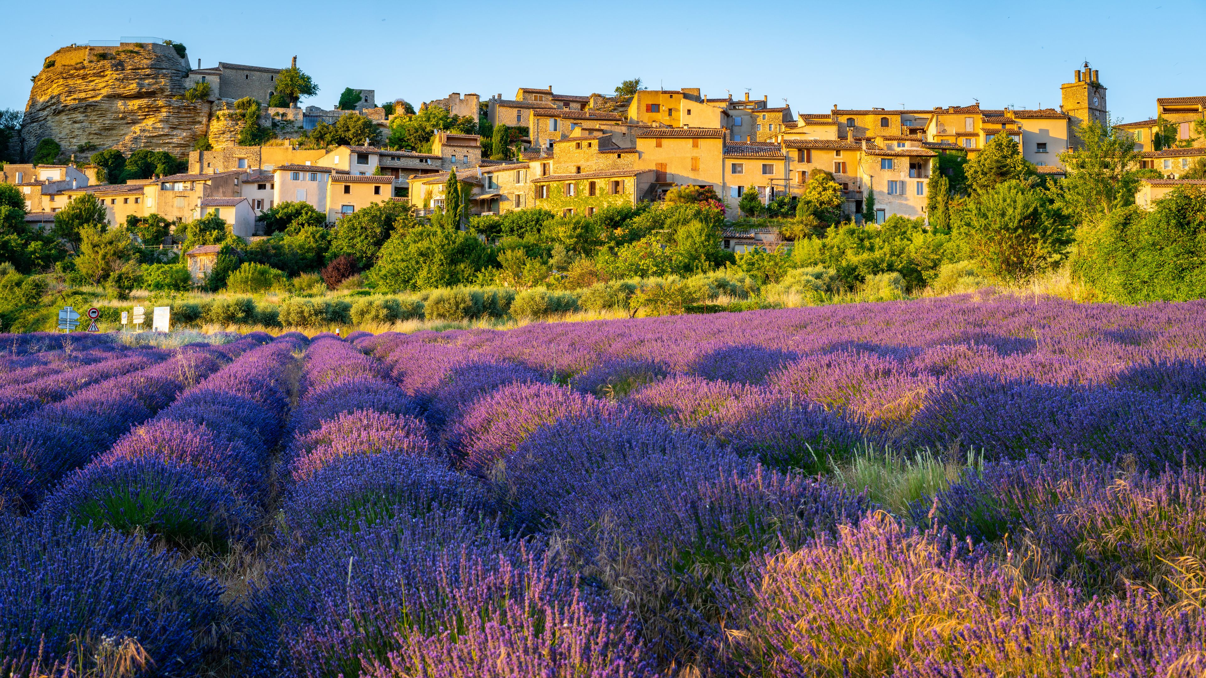 Lavender Field with medieval hill-top town Saignon in the background, Provence, France