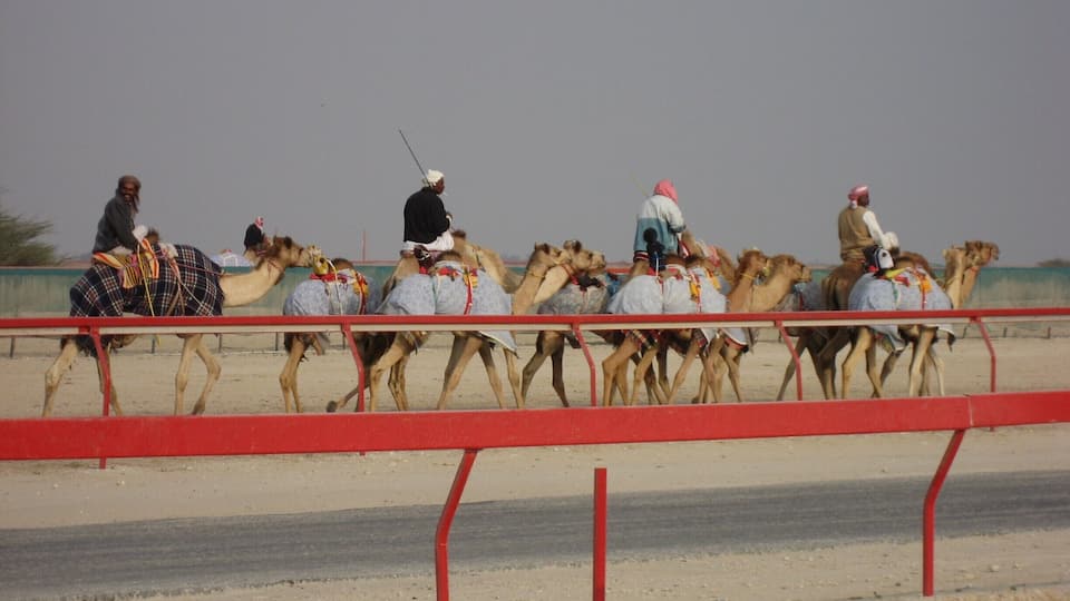 In 2006, the camel training / racing facilities were on the edge of town. Not sure if they are in the same place, as the town has spread a lot in the last 10 years. We were able to just wander up and watch the training sessions and the trainers were all friendly.