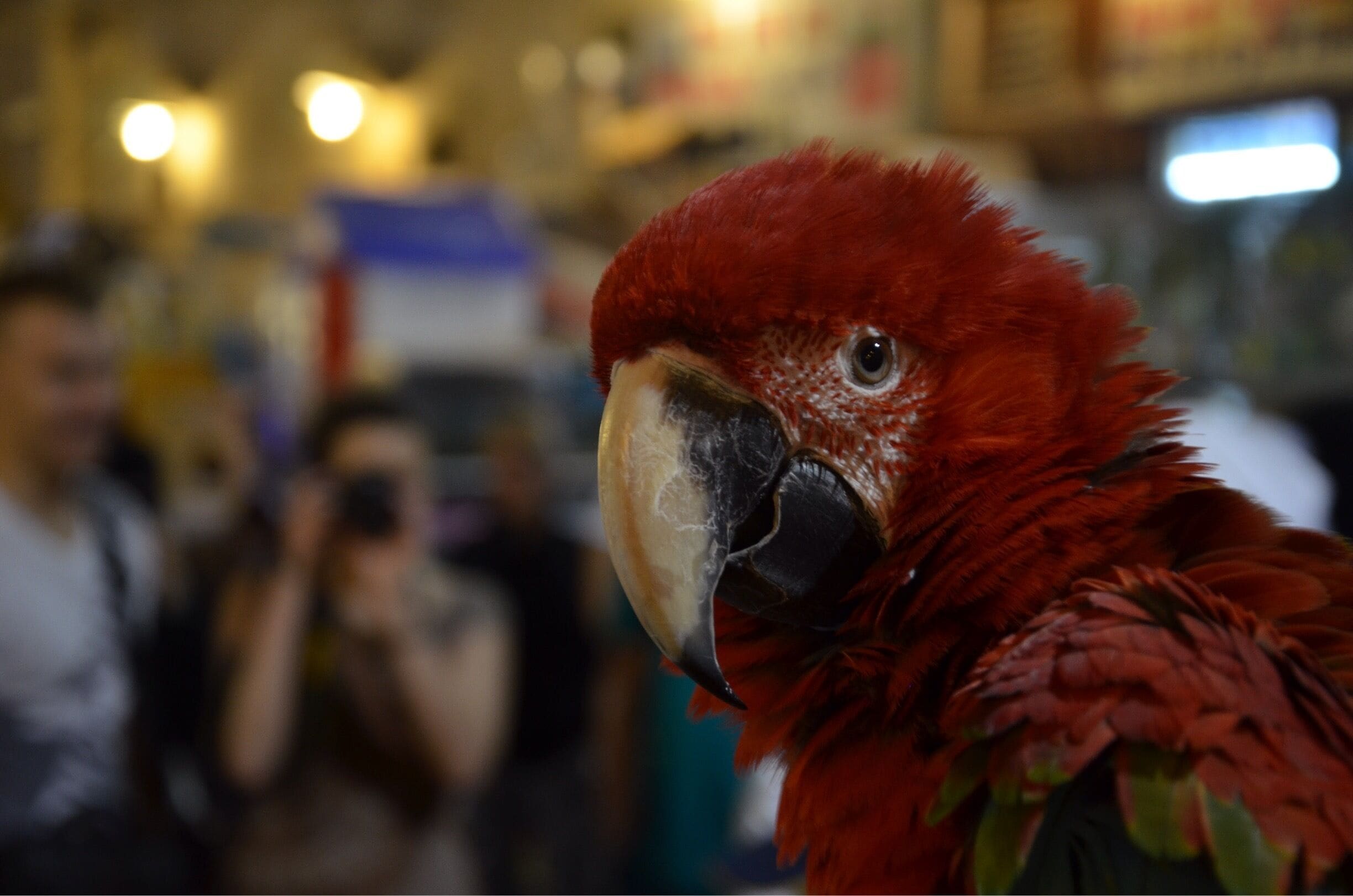 quite an attraction in the Doha Souq