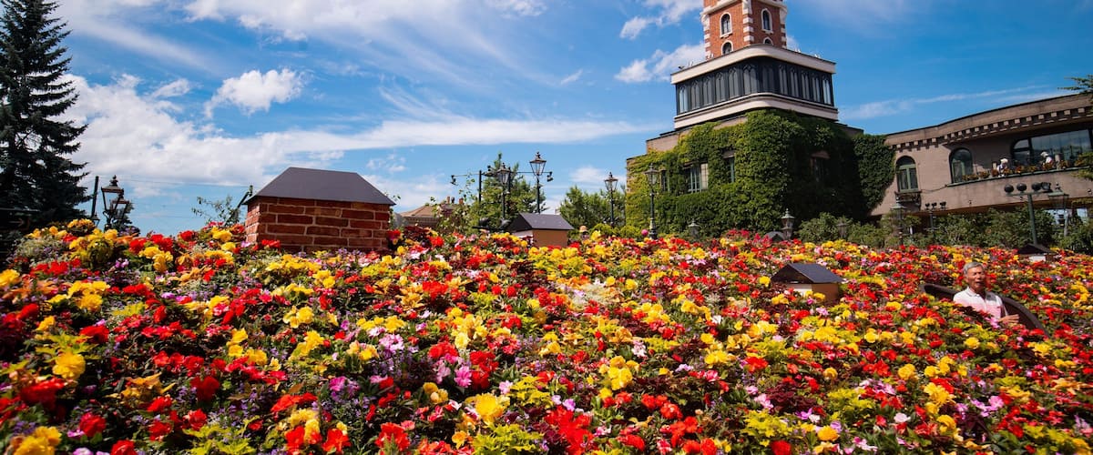 Shiroi Koibito Park featuring a garden, flowers and wildflowers
