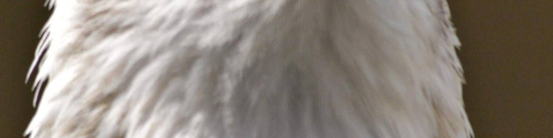 Eagle Heights is now home to one of the UK's largest Bird of Prey Centres with over 50 species.
#localsecrets