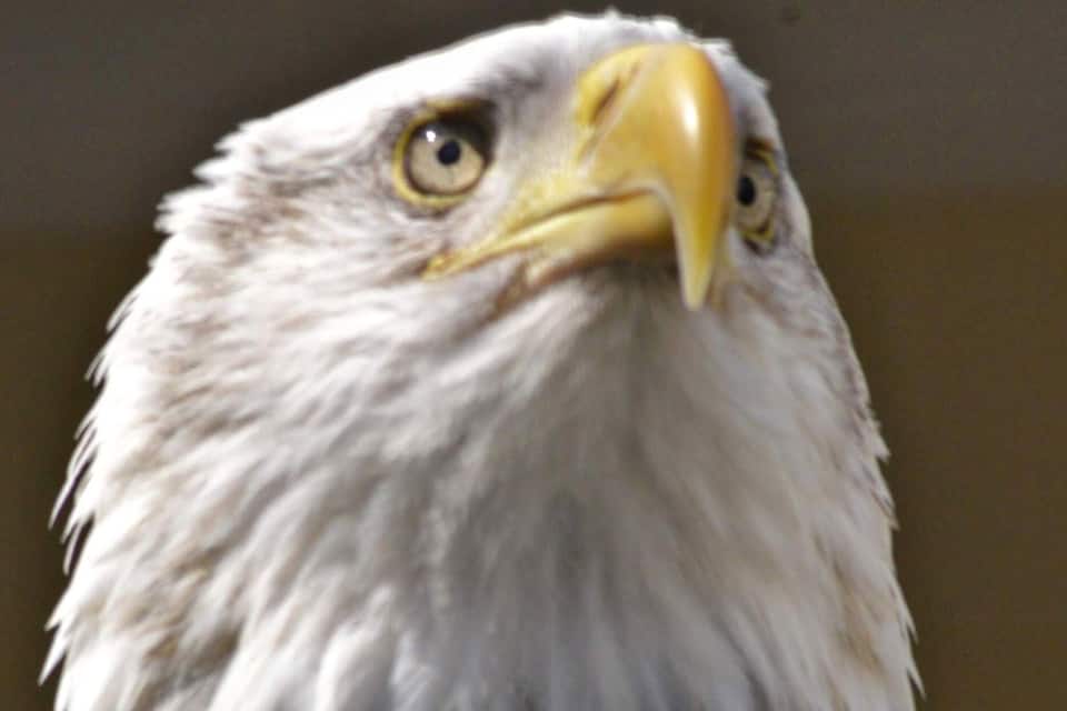 A close-up of a bald eagle's head.