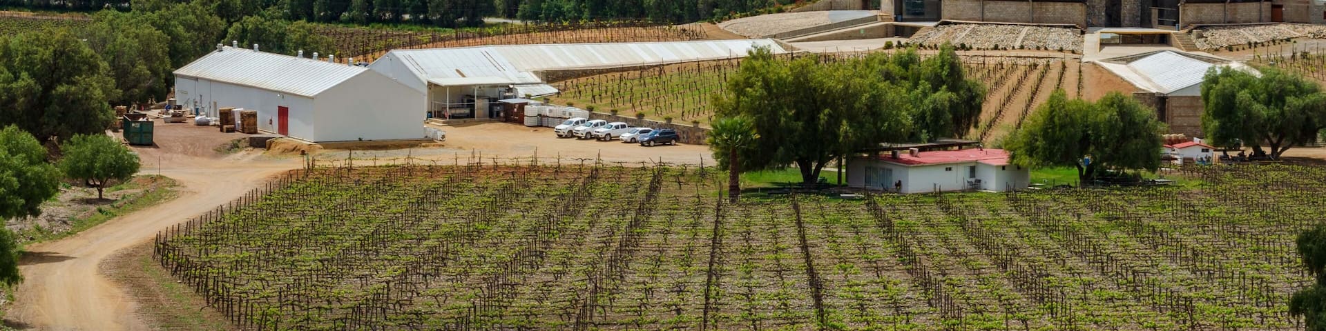 A vineyard with rows of grapevines, a large building with a red roof, and mountains in the background.