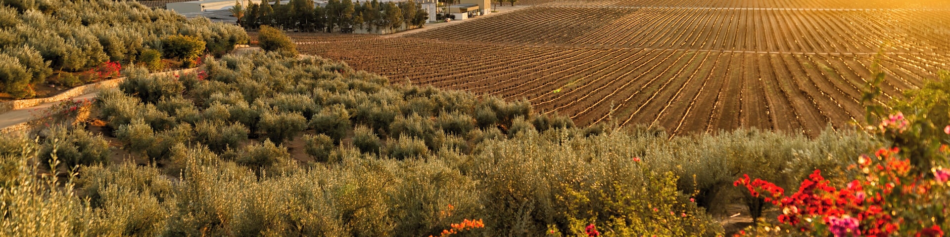 Vineyard and winery at sundown in the Valle de Guadalupe, Baja California, Mexico.