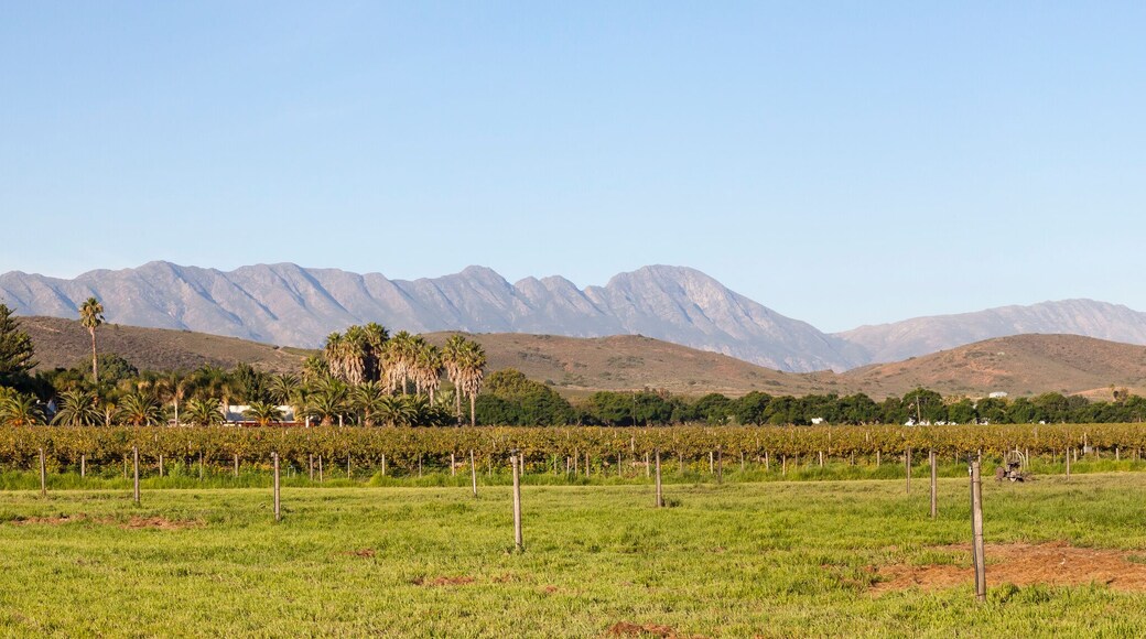 Panorama of the Robertson Wine Valley, Western Cape Winelands, South Africa with vineyards and Langeberg Mountains