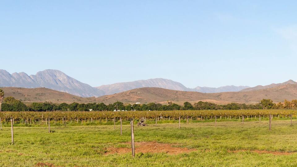 A vineyard with rows of grapevines and a mountainous backdrop.