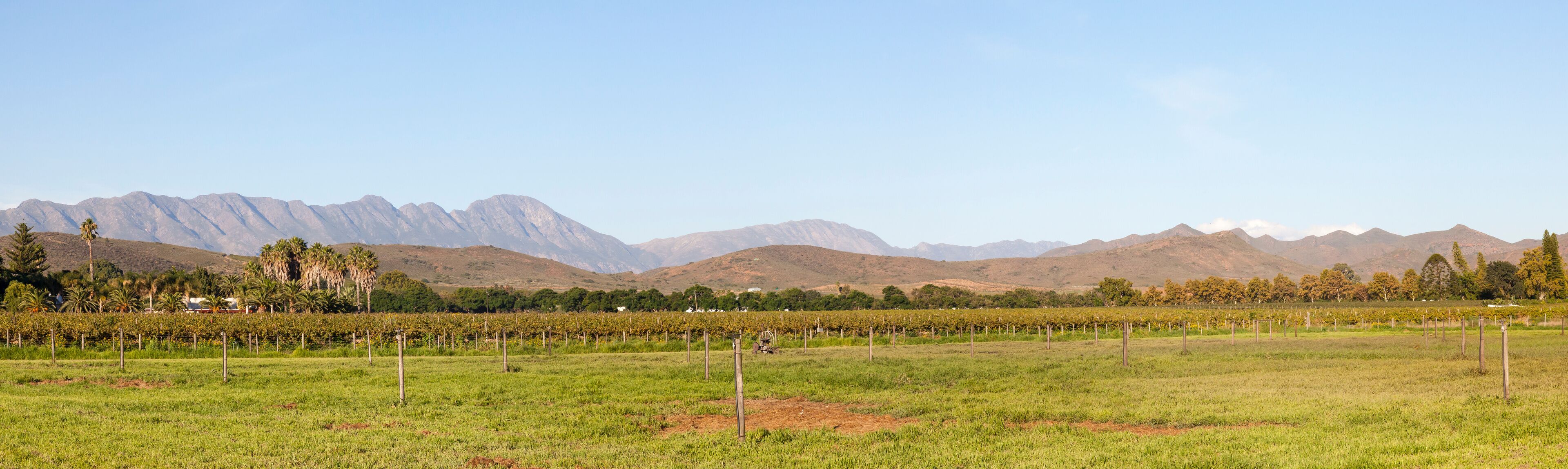 A vineyard with rows of grapevines and a mountainous backdrop.