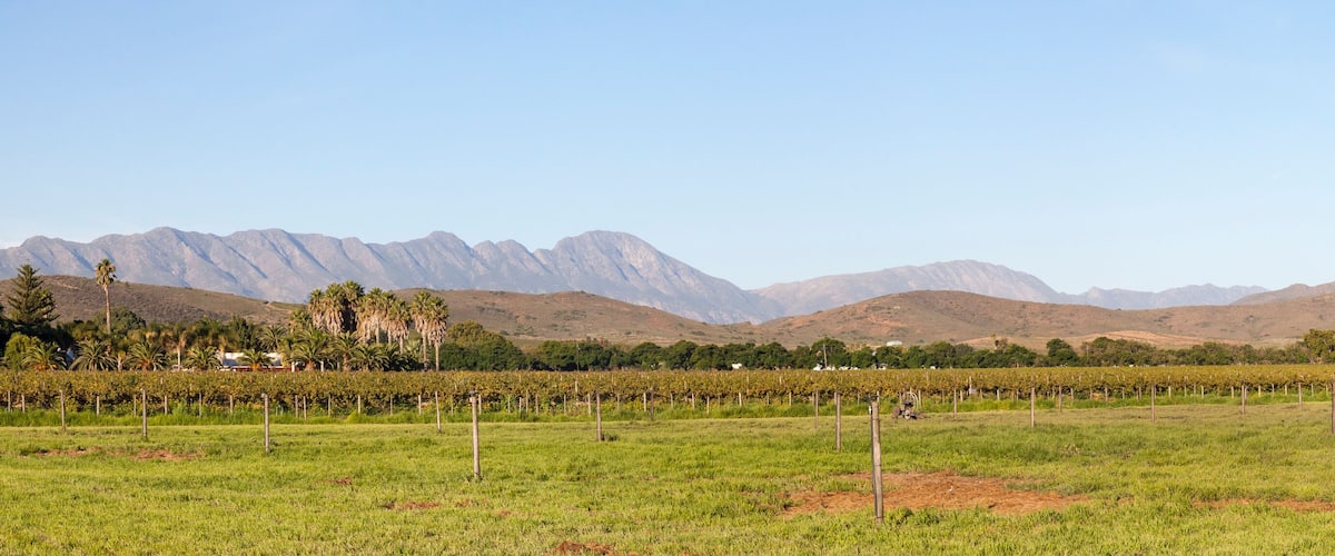 A vineyard with rows of grapevines and a mountainous backdrop.