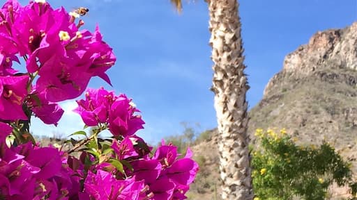 Butterfly caught in flight (bottom left corner).
#bajacalifornia
(Feb 2017)
