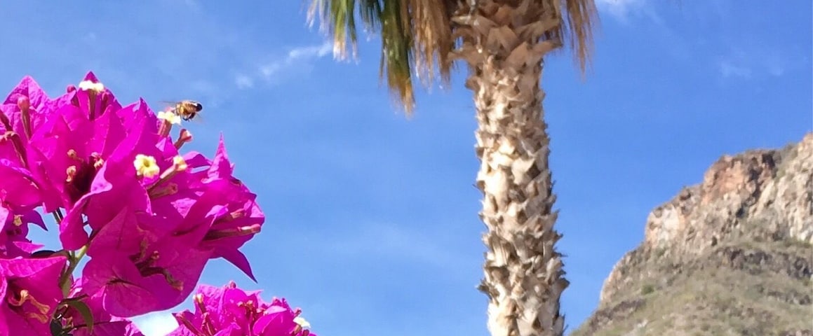 Butterfly caught in flight (bottom left corner). 
#bajacalifornia
(Feb 2017)