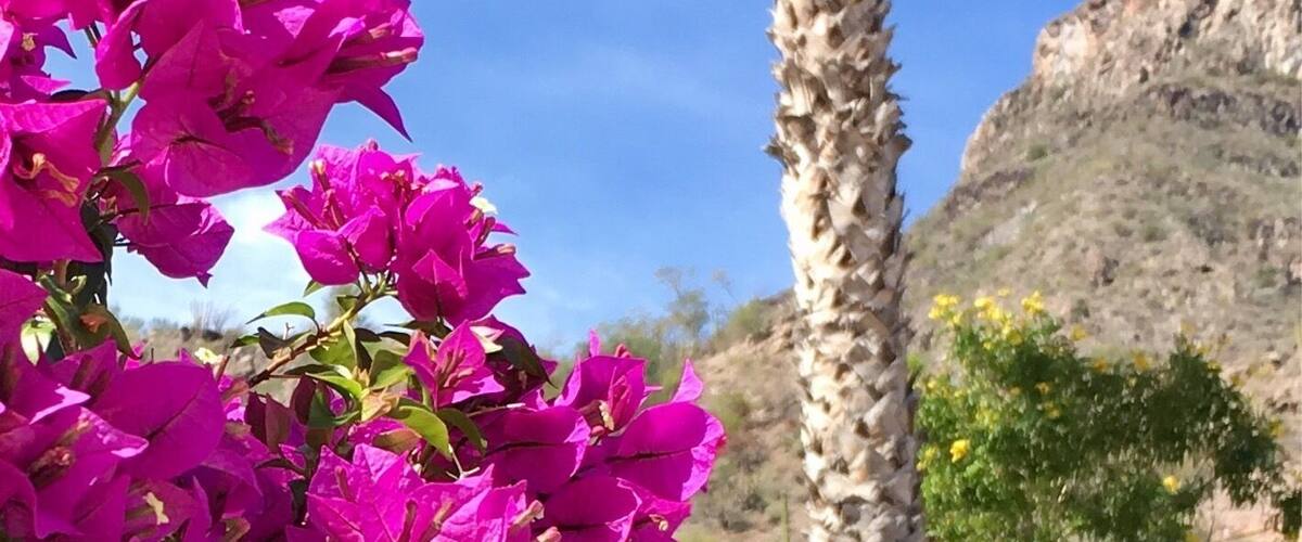 A palm tree and pink bougainvillea flowers.